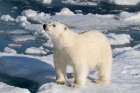 Norway, Svalbard. Norway, Svalbard. Male polar bear walking across pack ice in Arctic Ocean. Art Print